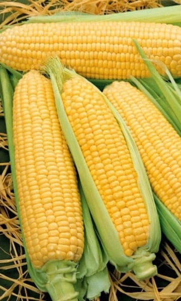 Фото для Кукуруза Сахарный початок, 5г, белый пакет