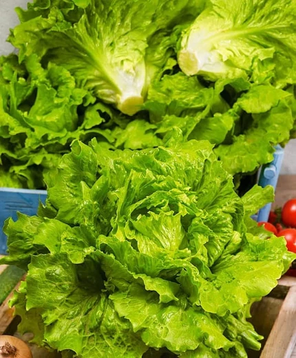 Фото для Салат Робинзон 10 шт Сады России