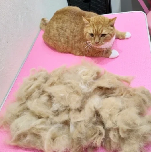 Экспресс - линька кошек