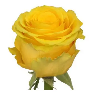 Желтая роза –  это символ солнца и света.