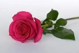 Роза розовая 60 см