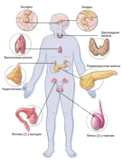 
Консультация врача - эндокринолога