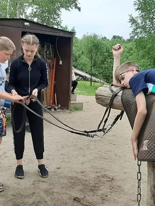 лошадь нос
