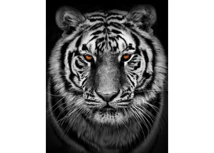 Картина на стекле "Амурский тигр" 40*50см РОССИЯ