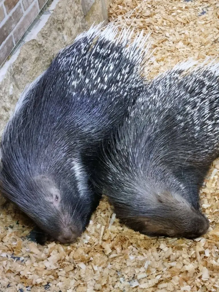 Зоопарк (билет для взрослых)