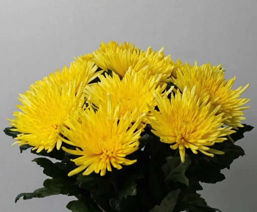 Хризантема одноголовая