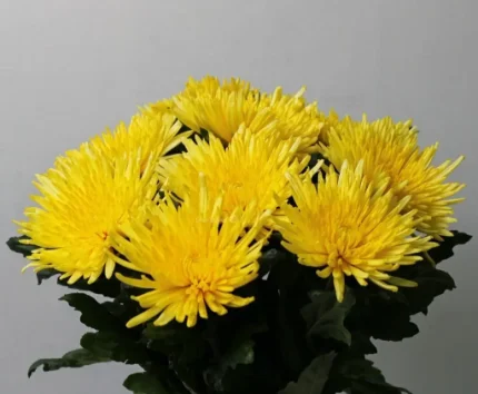 Хризантема одноголовая