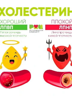 Анализ крови на холестерин ЛПВП и холестерин ЛПНП