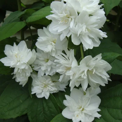 0f2b2281069b11ef8332d85ed377b6fa_0f2b2282069b11ef8332d85ed377b6fa