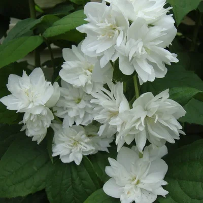 0f2b2281069b11ef8332d85ed377b6fa_0f2b2282069b11ef8332d85ed377b6fa