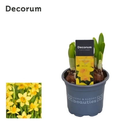 Фото для Нарцисс Тет-аТет (Narcissus Tete A Tete) 9/15