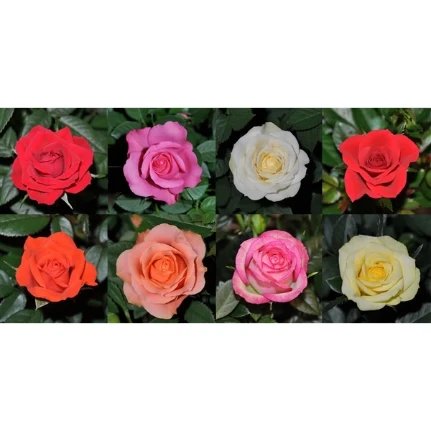 Фото для Роза А2 (Rosa A2) Mix 10,5/26
