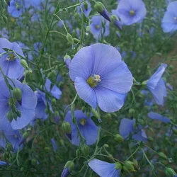 Цветы Лен многолетний Небесная лазурь (0,5г)