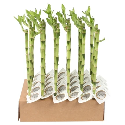 Фото для Счастливый Бамбуковый Стебель Прямой ( Lucky Bamboo Stem Straight) 40см