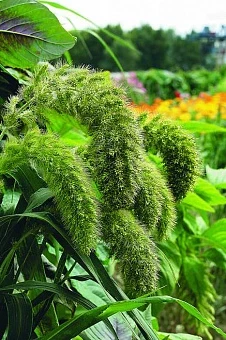 Фото для Цветы Щетинник Лисий хвост (декоративные травы) (0,5г)