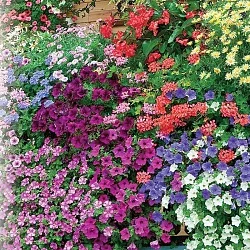 Фото для Цветы Смесь для балконов (1,3г)