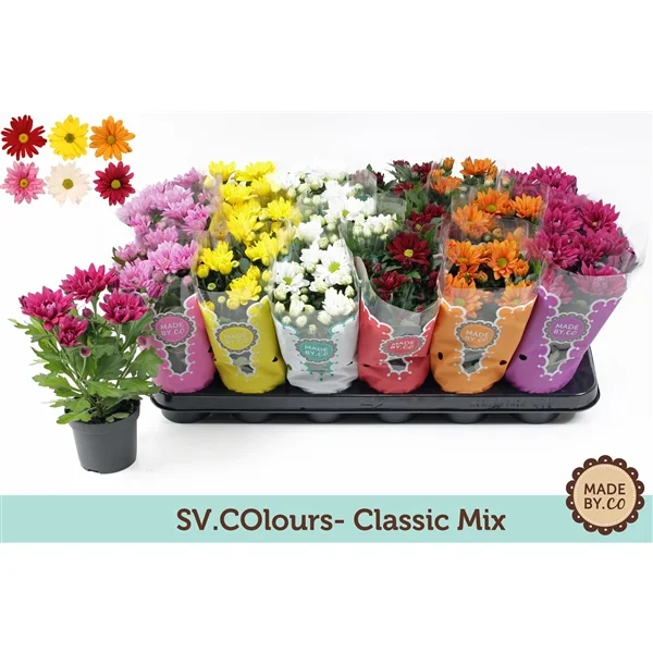 Хризантема микс Chrysanthemum Classic Mix D9 H22