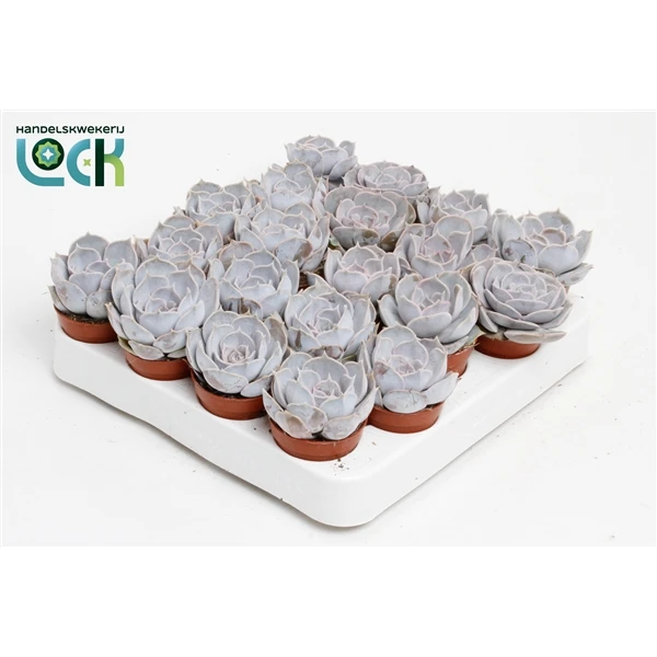 25aa2a6f637911f08295d85ed377b6fa_25aa2a70637911f08295d85ed377b6fa