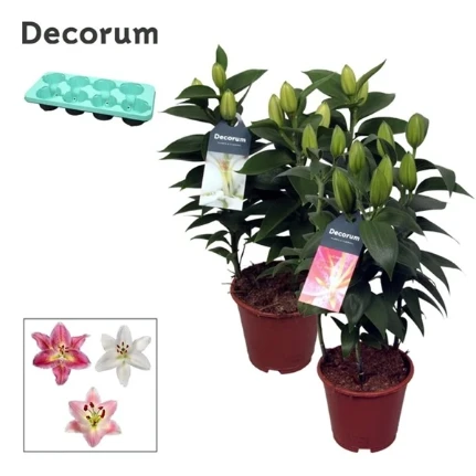 Фото для Лилия ориентал (Lilium Or) Mix 3pp (decorum) 13/40