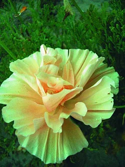Цветы Эшшольция Мадам Клико (0,1г)