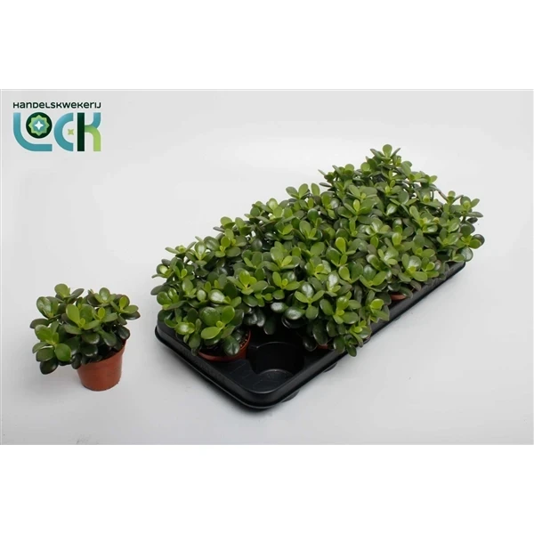 Фото для Крассула Минор (Crassula Minor) 8,5/10