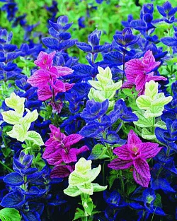 Цветы Сальвия хорминум Мраморные ворота, смесь (30шт)