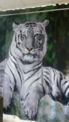 Фотоштора "Белый тигр"